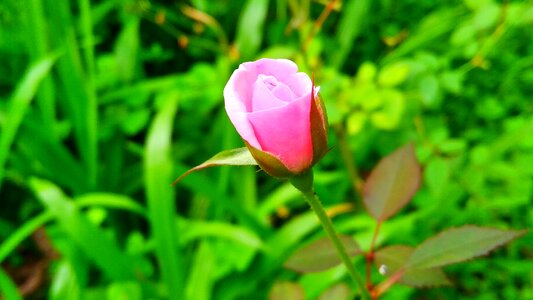 Freshness garden grass photo