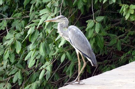 Wader bird ardeidae photo