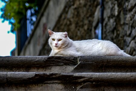 Pet cute animal