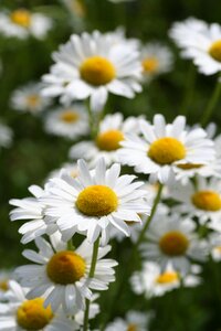 Nature petals spring