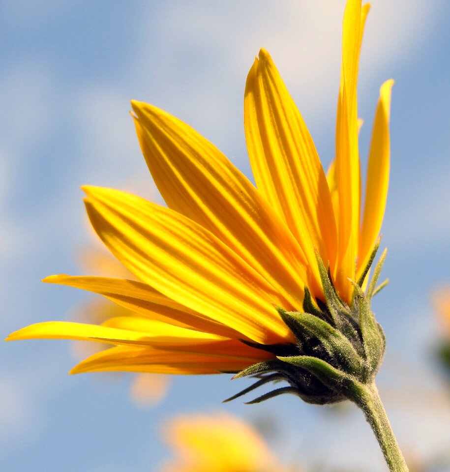 Blooming plant the petals