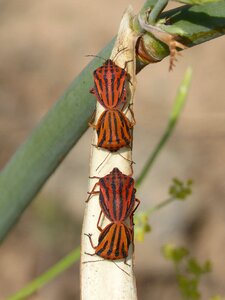 Insect breeding insects mating beetle striped photo
