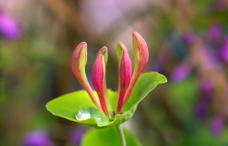 Nature plant garden photo