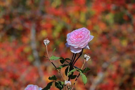 Bloom pink plant