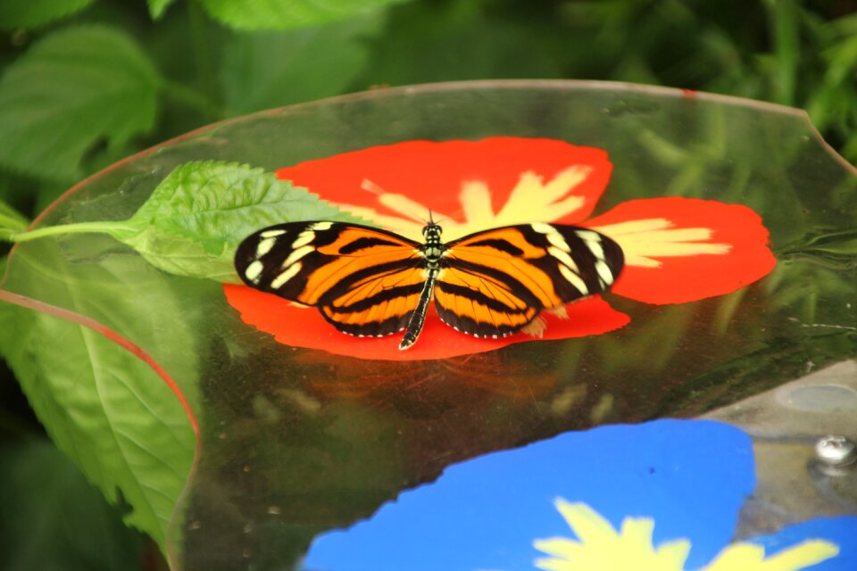 Plants nature butterfly