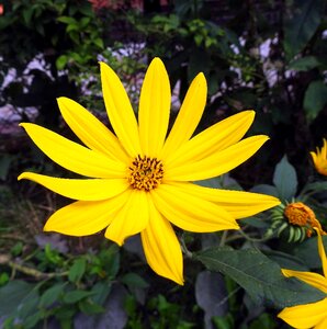 Closeup plant flowering photo