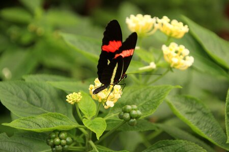 Plants nature butterfly photo