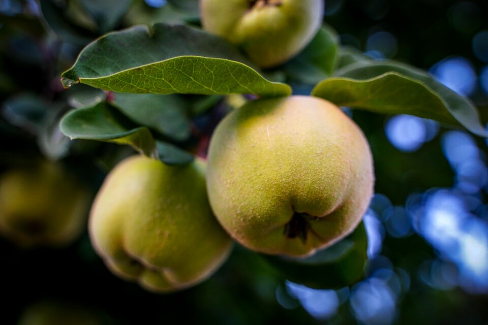 Fruit green apple ripe