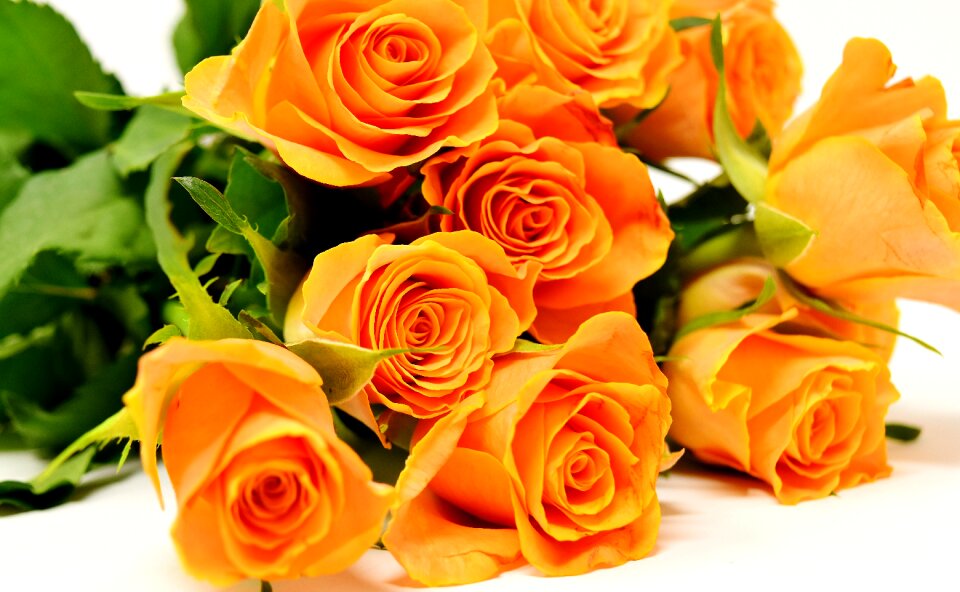 Bloom nature rose blooms