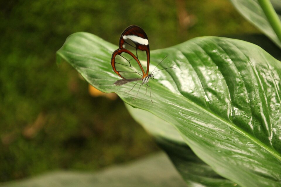Plants nature butterfly