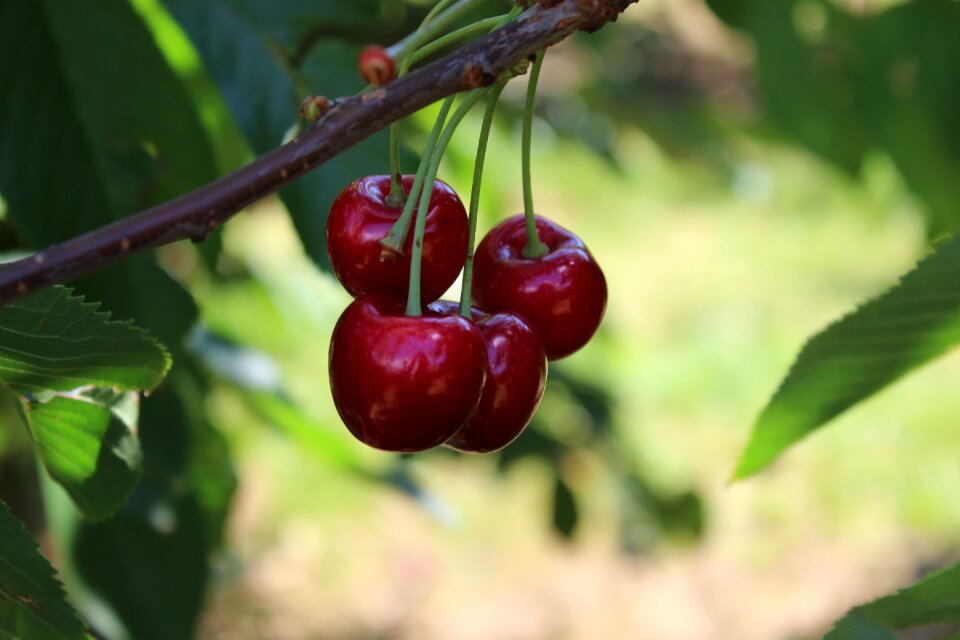 Summer fruits stone fruit
