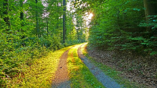 Forest path trees grass