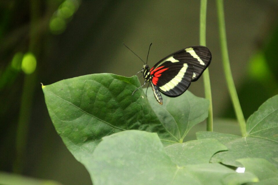 Plants nature butterfly