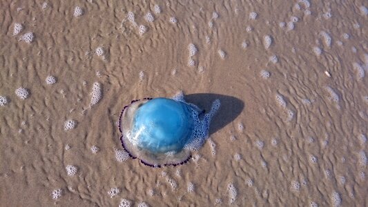 Sea ocean jellyfish photo