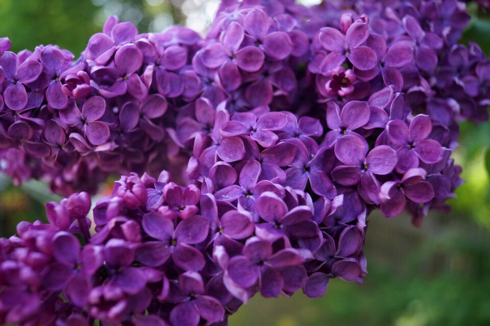 Splendor close up nature