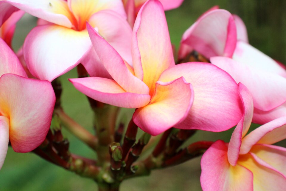 Pink white nature