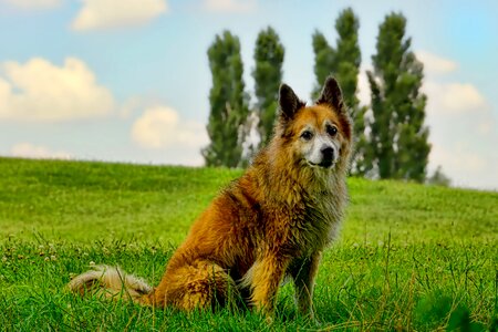 Wolf spitz landscape grass