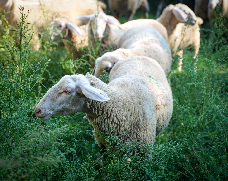 Agriculture meadow flock