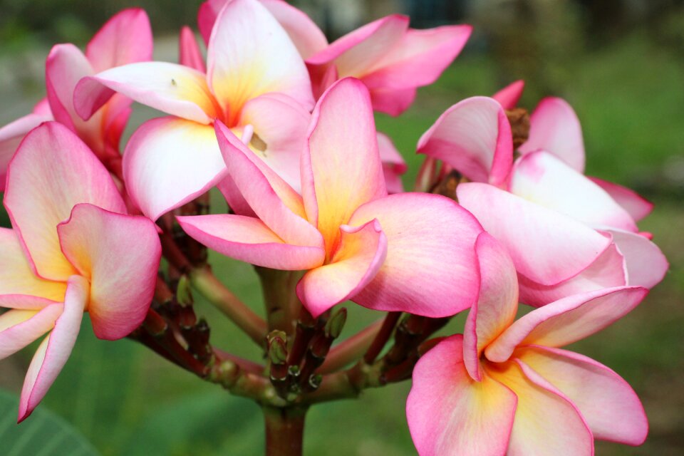 Macro exotic color