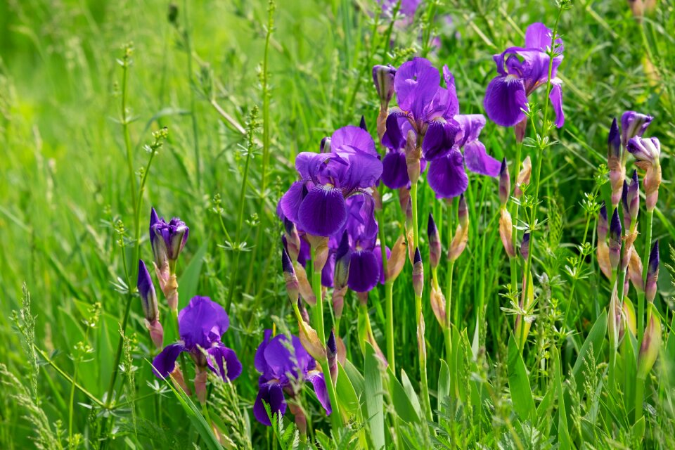 Bloom dark purple swamp iris