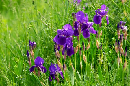 Bloom dark purple swamp iris photo