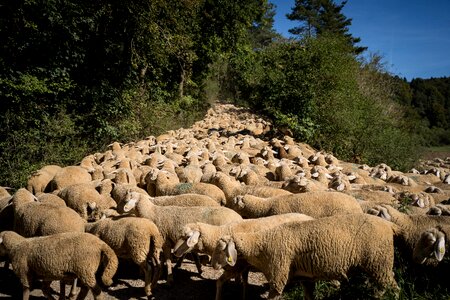 Agriculture meadow flock photo