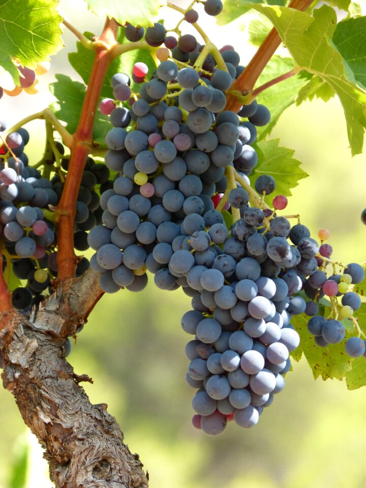 Grape black grape viticulture