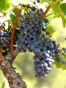 Grape black grape viticulture
