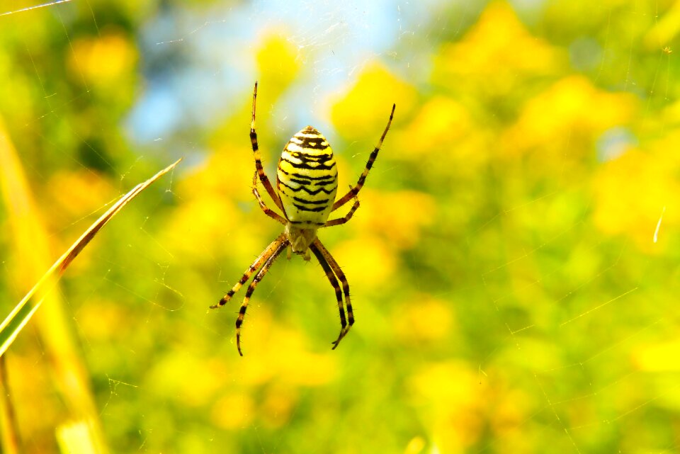 Cobweb animals nature