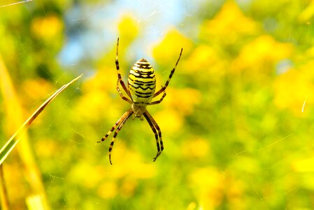Cobweb animals nature