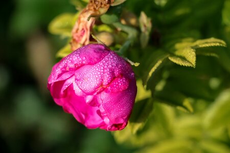 Bloom drip beauty photo