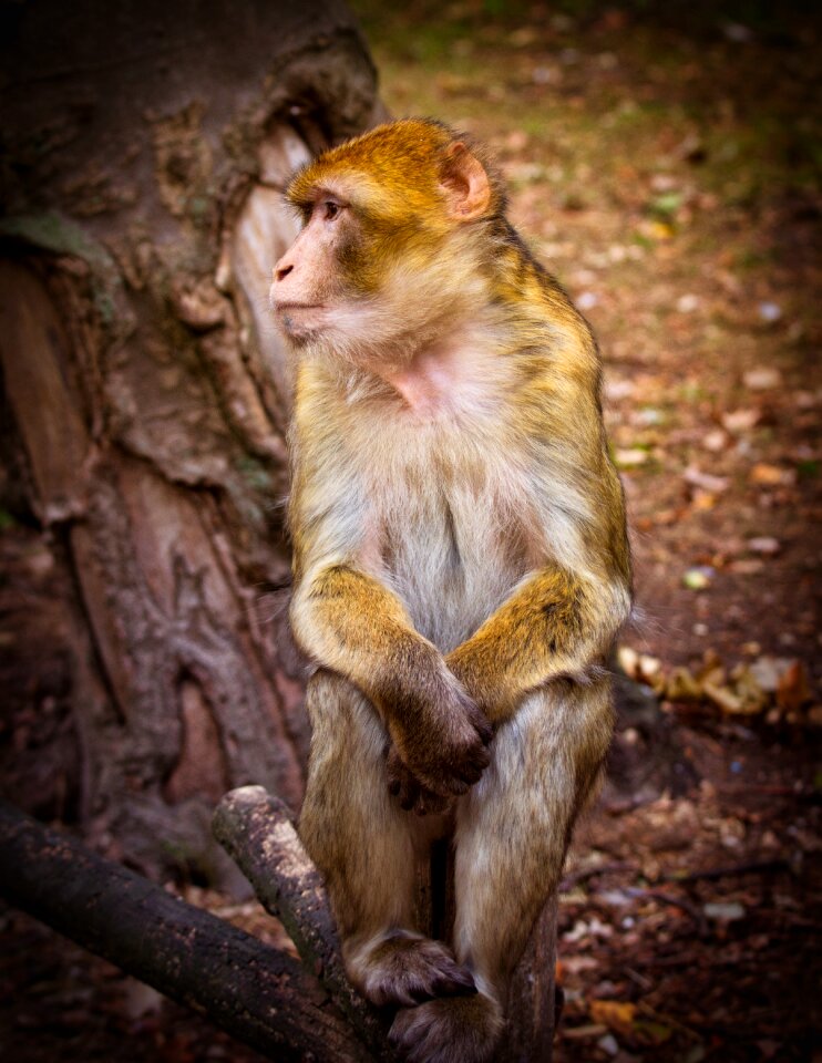 Animal mammal primates
