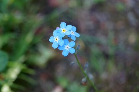 Blue small close up