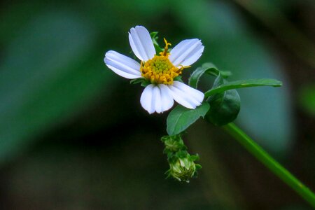 Leaf plant outdoor
