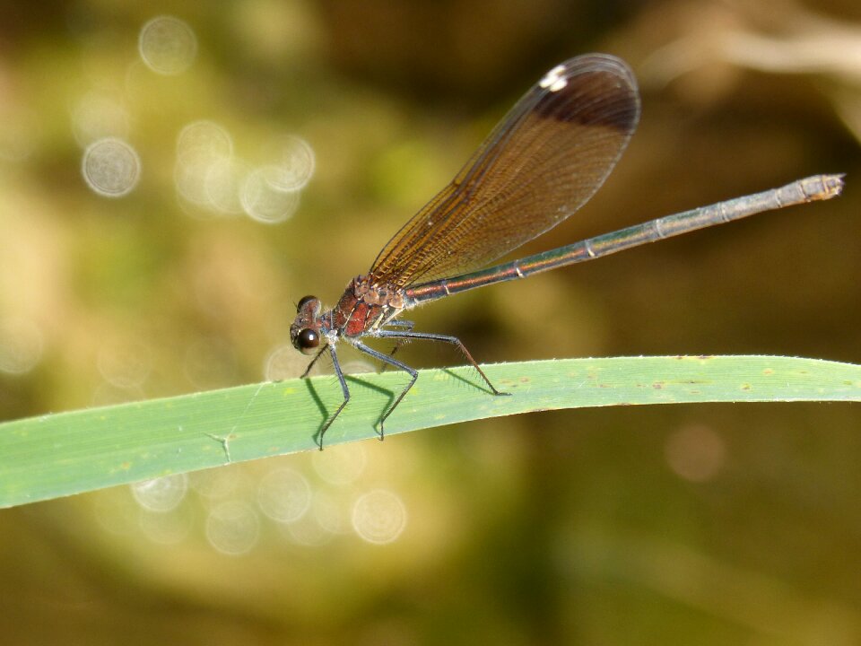 American cane wetland calopteryx haemorrhoidalis