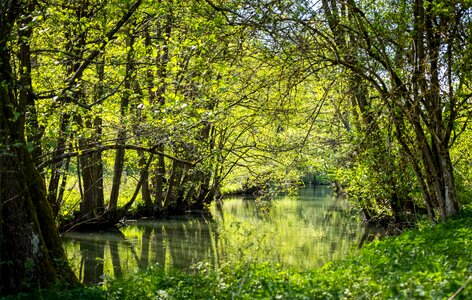 Landscape leaf river photo