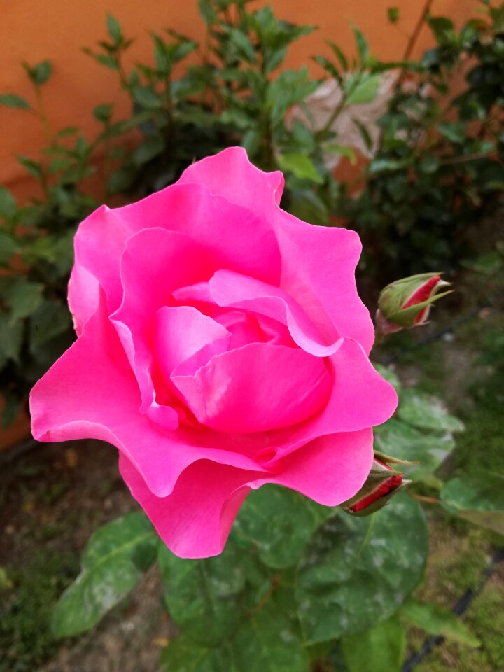Pink flower pink roses petals pink