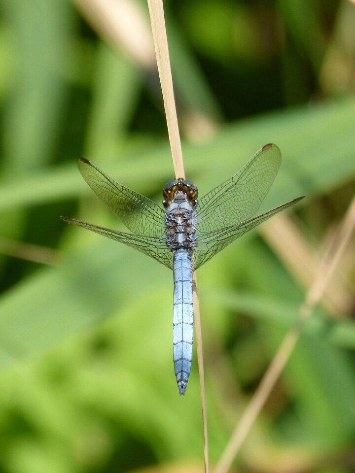 Wetland orthetrum cancellatum dragonfly