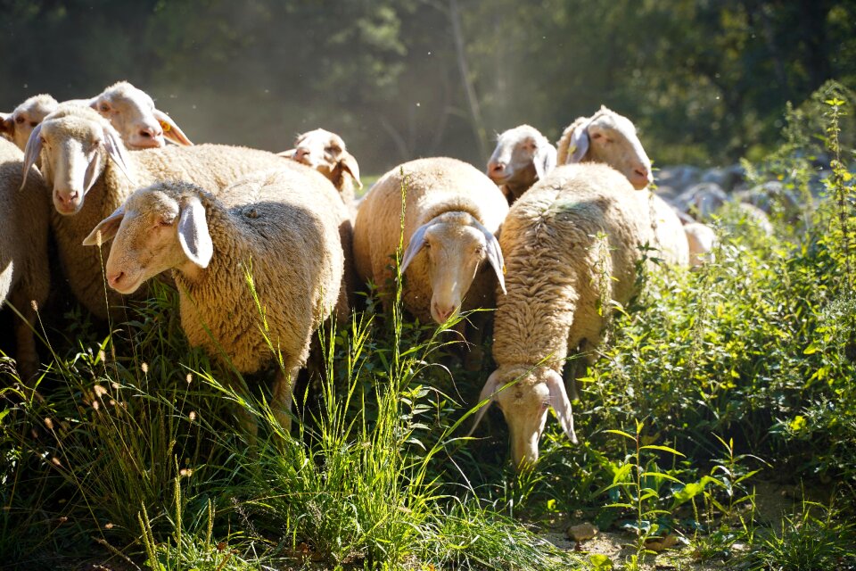 Agriculture meadow flock photo