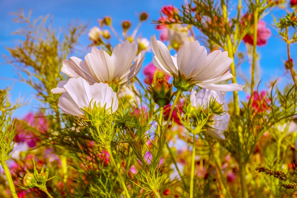 Flower meadow nature summer