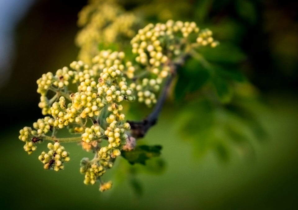 Plant branch flower