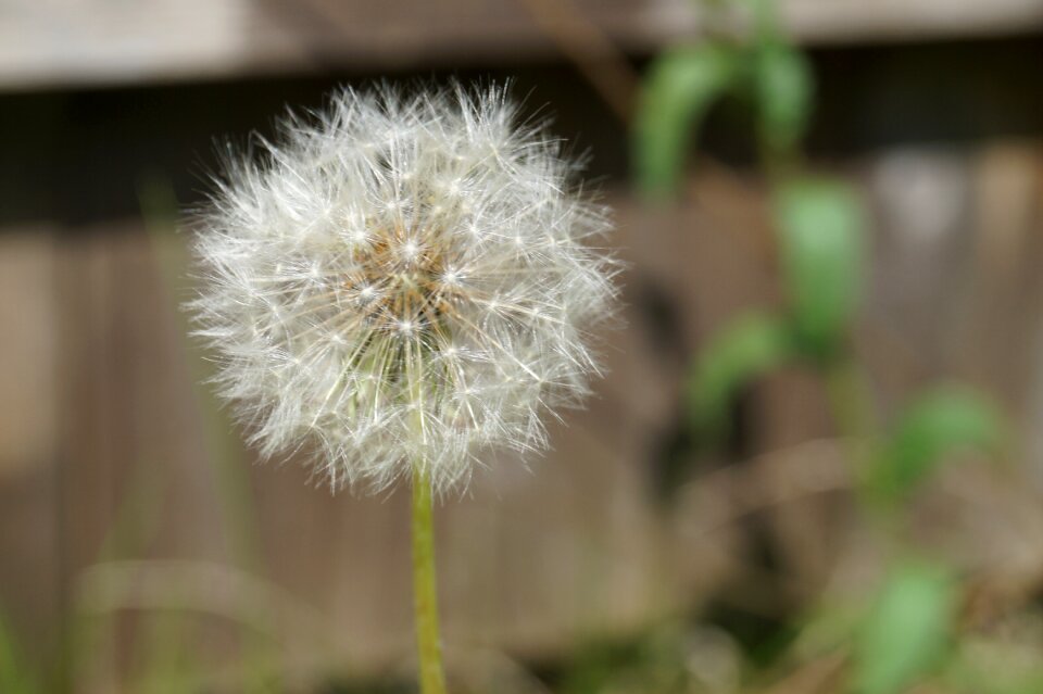 Umbrella nature transient