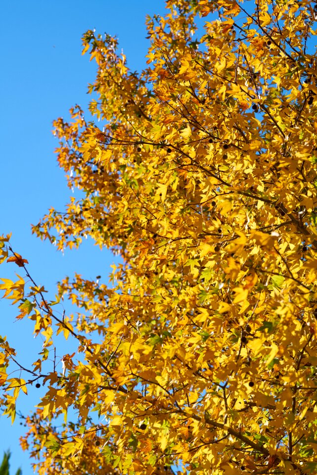 Color forest shiny