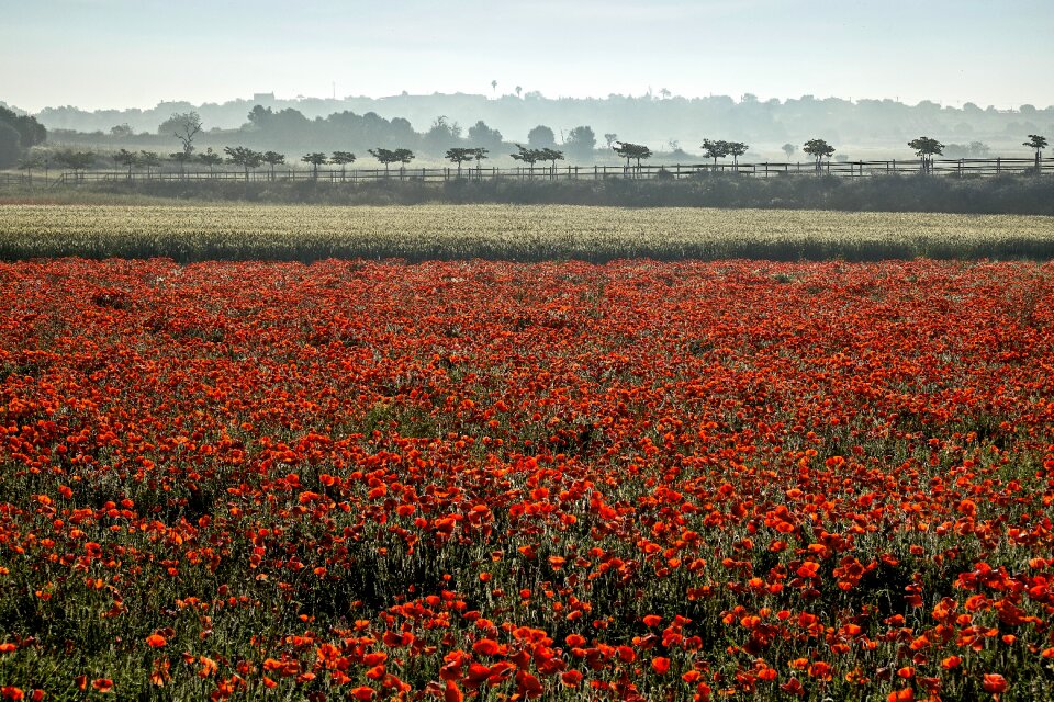 Landscape flowers farbenpracht