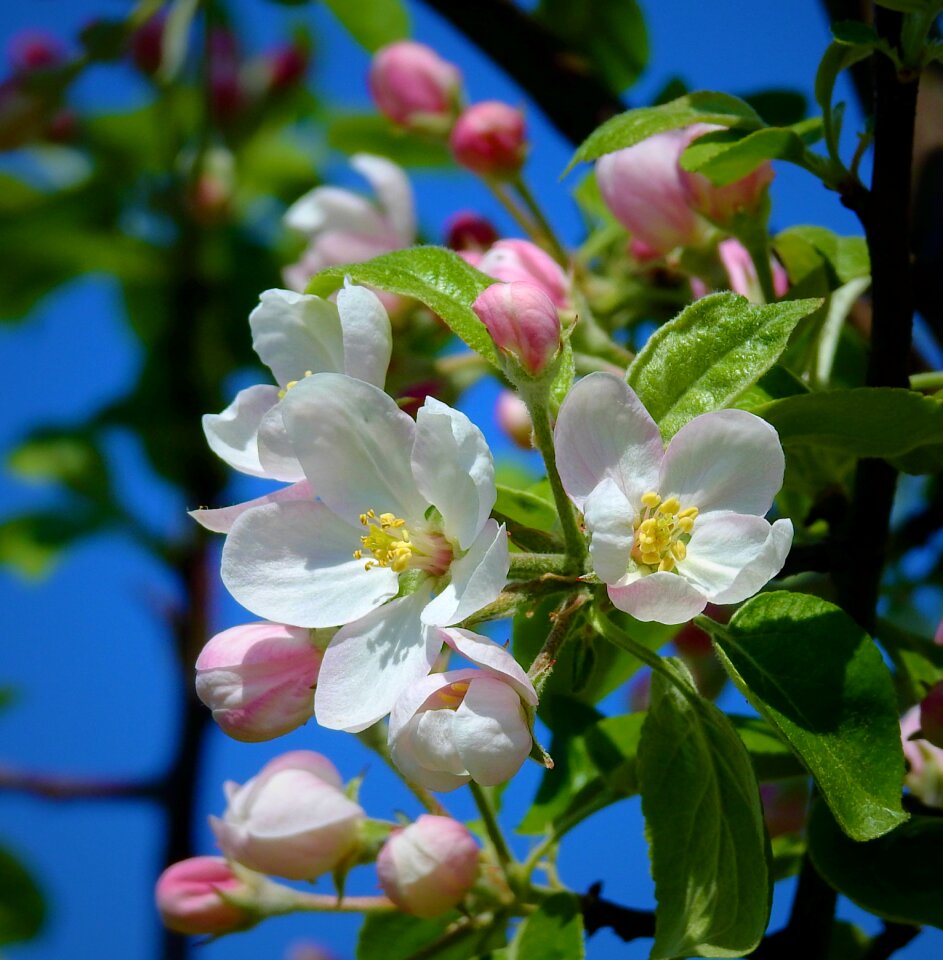 Apple flower blooming spring