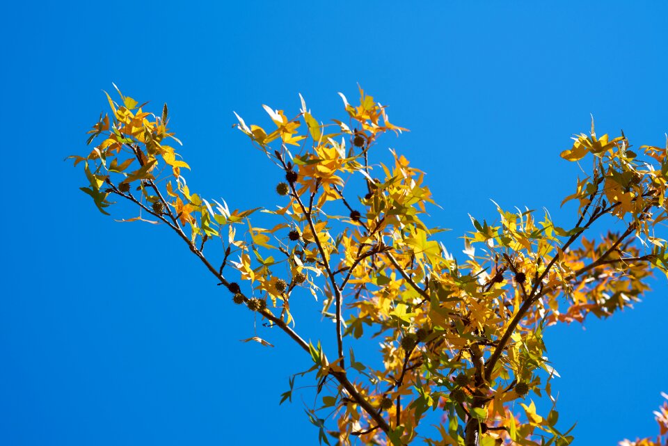 Color forest shiny