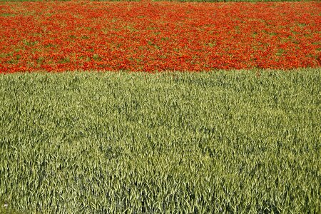 Cornfield landscape farbenpracht