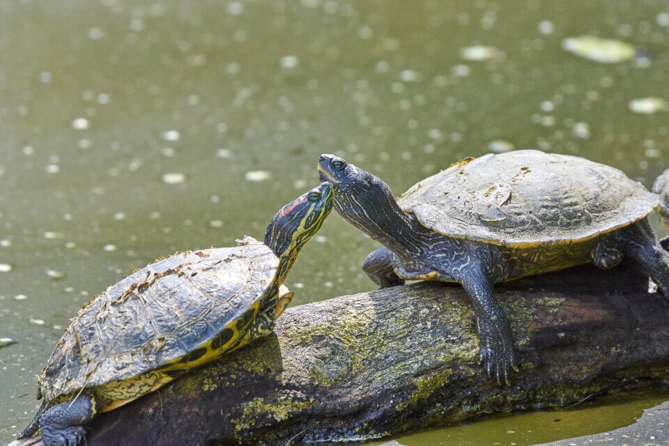 Love nature reptile