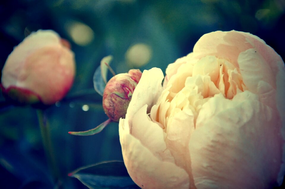 Flowers flower garden