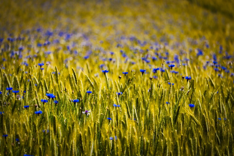 Summer field agriculture